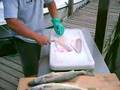 Fishhound shows How2 filet a Walleye