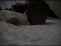 videos de CHRISTOPHER  MI HIJO