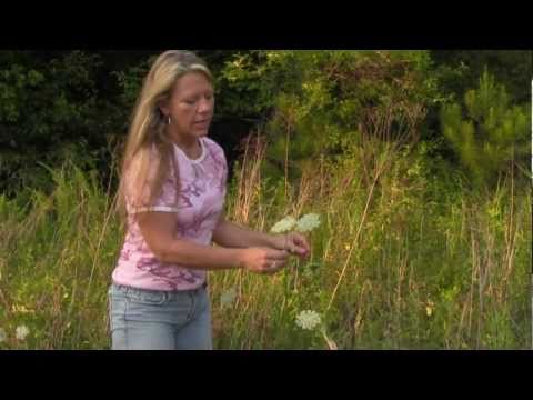 how to transplant queen anne's lace