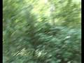 videos de Pikkago.wmv