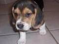 Beagle video