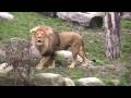 HD: Zoo Leipzig - the Lion / die Löwen
