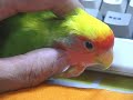 Lovebird?OPi ? ???????????????? Lovebird?OPi ? ????????????????