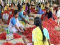 THE POWER OF CHILLIES | ITVS International THE POWER OF CHILLIES | ITVS International