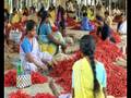 THE POWER OF CHILLIES | ITVS International
