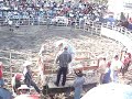 Jaripeo Mexican Rodeo