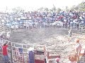 Jaripeo Mexican Rodeo