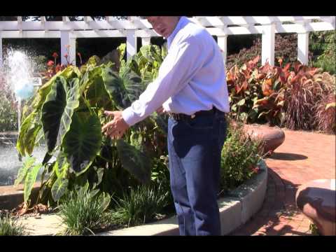 how to grow elephant ears