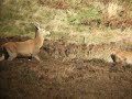 deer feeding in goyt valley deer feeding in goyt valley