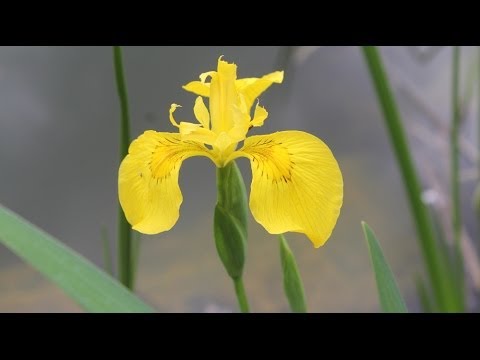 how to fertilize african iris