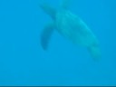 God of the sea \"HONU\" / ???????????? God of the sea \"HONU\" / ????????????