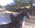 caida del kines