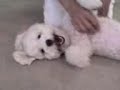 Proof That Dogs Can Smile - Bichon 