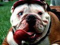 Very Funny Fat And Cool People And Animals.