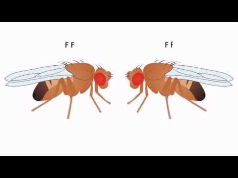 how to perform genotype test