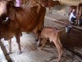 Kasturbagram_Cow Farm_Part I Kasturbagram_Cow Farm_Part I