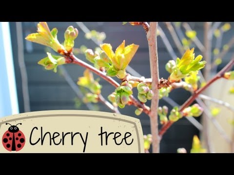 how to replant cherry tree