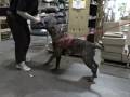 Blue-Boy-Boerboel-Pu