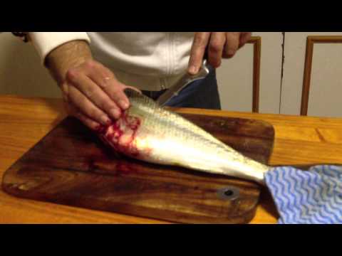 how to bleed australian salmon