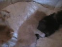 b�b�s maine coon mai 2008 Chatterie Mycoon Velour