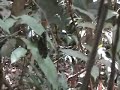 Borboleta Azul Borboleta Azul