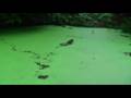 videos de Tapir