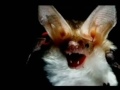 Bats