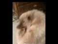 Mocha,iRovr