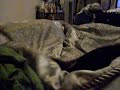 crazy cute beagle puppy