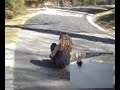 Buttboarding (and Stuff) Buttboarding (and Stuff)