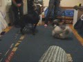 videos de Penny & Jet 2008.11.07