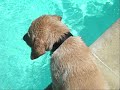 Buddy: The Labrador Retriever Puppy at 4 and 5 months