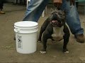 Egyptian Bullies - Kane the Intro - American Bully
