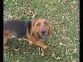 Evolution Of A Basset Hound