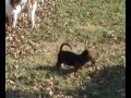 Basset Hound video