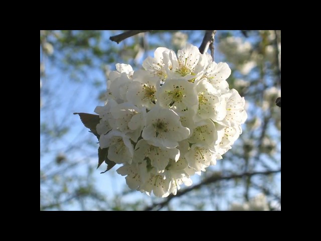 Rinascita (a 432 Hz)