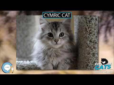 Cymric cat 🐱🦁🐯 EVERYTHING CATS 🐯🦁🐱