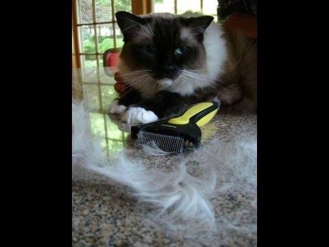 Cat Brush and Comb What Are Your Favorite Cat Grooming Tools? 0 Cat Brush and Comb What Are Your Favorite Cat Grooming Tools?