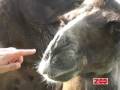 videos de Ørkenvandring