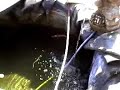 Koi saves lives of other Koi Koi saves lives of other Koi