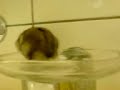 Hamster Exploring Bathroom Sink Part 2