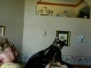 Cat Bat