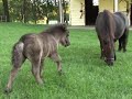 Dog & Pony Show.  (Not in UltraSlo)