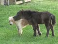 Dog & Pony Show.  (Not in UltraSlo)