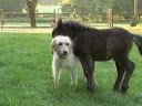 Dog & Pony Show.  (Not in UltraSlo)
