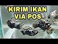 Kirim Ikan Hias Via Pos