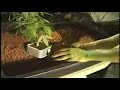 how to grow weed - part 8 how to grow weed - part 8