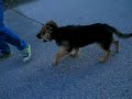 köpek gezdirmesi köpek gezdirmesi
