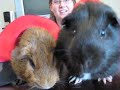 Spider (Guinea) Pigs for Halloween Spider (Guinea) Pigs for Halloween
