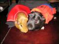 Spider (Guinea) Pigs for Halloween
